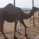بكره جدعه لقحه مشروطه