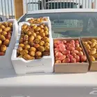 تمر ونانة القصيم