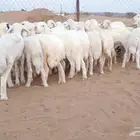 النوع بهم حري تربيه شعره بيضا وطرف   العدد  3