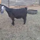 عارضيه طيبه تحتها جفره كبيره شهرين