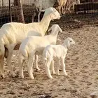 غنم حريه خلفات 11 تحتها 11 بهمها طيب وقيامه ممتاز جدا