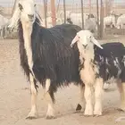 خلفه نجديه طيبه تحتها طلي