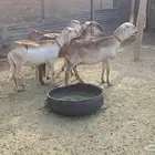 شياه سواكن طيبه دفيع ومضرع لاهل الزين