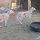 مطوقات برص دااافع ومضرع