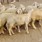 غنم حريه مراح 78رأس دفيع ومضاريع ضان طيبه بالحيل