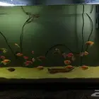 اسماك متنوعه باسعار رخيصه