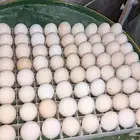 بيض دجاج فيومي