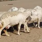 غنم حريه صنف جروم دفيع مفاصيل 30 رأس للبيع