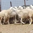 رخال حريات صنف العدد 14 رأس