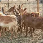 معزا محايليه دفيع شرط غنم دهم مراح