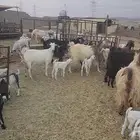 معزا طيبات مشروكات للقناي 19معها 28