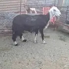 نجديه حاصب قريبه ولادتها شرط باذن الله فيها توم