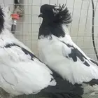 للبيع زوج سوداني فاخر