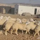 حريات مراح واحد طيبات بالحيل ذبايح جزله او مقاني