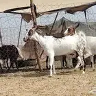معزه مرخ العدد 2 رأس