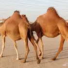 نياق سواحل 2 حمر دم ملاقيات أبل طيبه