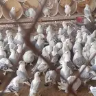 حمام روماني ازرق بار