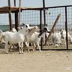 معزه مرخ العدد 4 روس