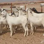 معزا بيشيات صنف خلفات 33 بالفحل تحتها 30 بهمها زبايح جلب