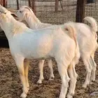 جفار بيشيه برص صنف الصنف 26 بالفحل جذعات ماعز بيشي