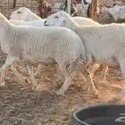 غنم حريات دفيع جروم طيبه ضان مقاني مراح طيبه