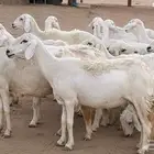 غنم رخال جدعات وثنايا مقاني صغار سن ضان مقاني مراح