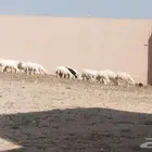 خرفان للبيع