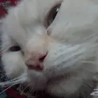 قطه همالايا للتبني