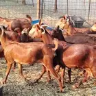 معزا محايلي خلفات 16 تحتها 16 معزا صنف