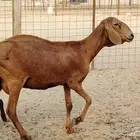 شاه سواكنيه خلفه تحتها رخله