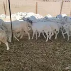 غنم حريات خلفات 46 تحتها 43