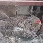 دجاج