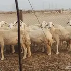 رخال مضاريع العدد 22 راس