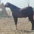 تيس فحل للبيع