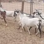 معزا بيشيات مرخ صنف ماعز بيشي مقاني طيبه