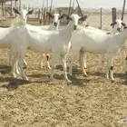 جفار صنف العدد 10