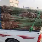 390نخله إخلاص طيب متواجد في الطايف مكه