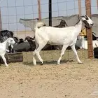 معزه خلفات للبيع العدد 7 تحتها 7