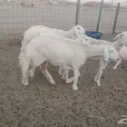 ضان حريات طيبه 13 بالفحل تحتها 6