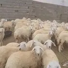 ذبايح حريات وسواكن للزواجات والمناسبات مسلخ بالموقع