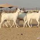 جفار بيشيات للبيع العدد 9 روس