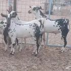 جفار بيشيات مرخ صنف 6 رأس بفحلها