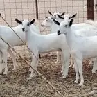 جفار بيشه طيبه 16 رأس ماعز بيشي للبيع