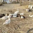 حرجة ضمد بيع وز