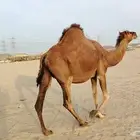 ناقه حمرا ساحليه ملاقي حمرا دم