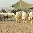 رخال حريات للبيع العدد 24 رأس