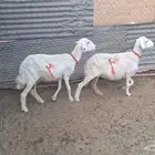 مطوقات دفيييع شرط 3 شهور