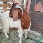 تيس مشروك بورقوت