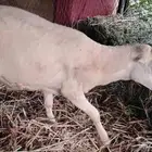 طلي كبش خروف للبيع