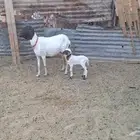 بربريه تحتها خروف
